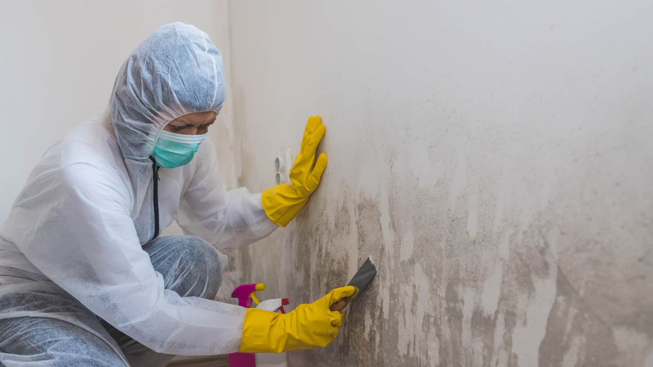 Mold Remediation And Prevention Near Me